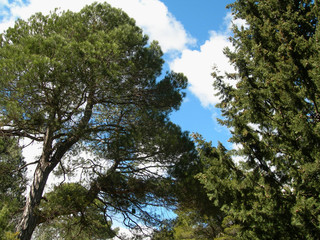 Treetops of tall trees on a bright sky