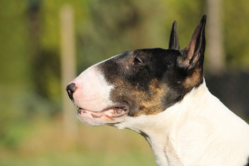 Bull terrier show dog posing outside in green background.