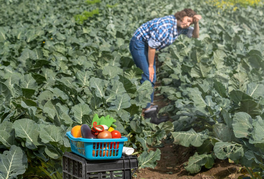 the woman worked on the agricultural field and was very tired. in the foreground a box of vegetables and a tired woman in the background