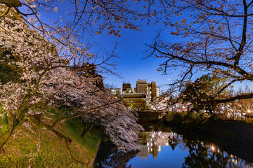 東京、千鳥ヶ淵の夜桜