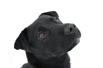 Mixed breed dog posing in white background.