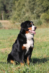 Bernese mountain dog in green park background. Active anf funny bernese.