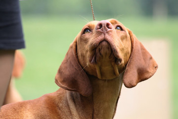 vizla boy posing outside at dog show. Vizla dog portrait in green background.