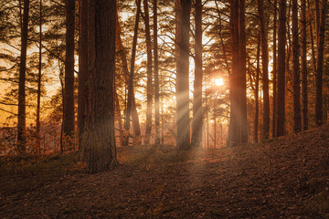 Spectacular wide angle view of sunset in the pine woods with crepuscular sun rays