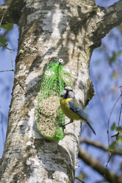 M&eacute;sange