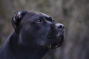 American staffordshire terrier male portrait.