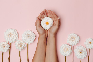 Woman's hands holding a white dahlia flower, among other flowers on pink background. The concept of tenderness.
