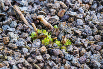 mineralischer Mulch