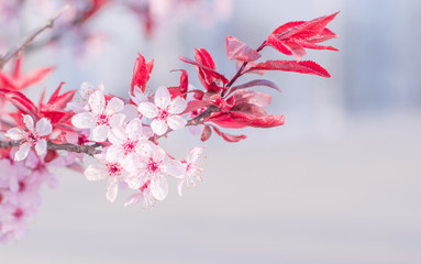 spring flower cherry