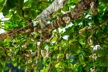 Coral hanging a tree on the beach at against beautiful nature of Nipah Bay at Pangkor Island, Malaysia