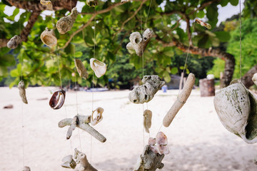 Coral hanging a tree on the beach at against beautiful nature of Nipah Bay at Pangkor Island, Malaysia