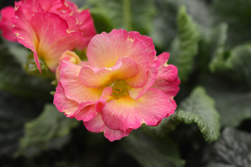 Primrose Girls Delight