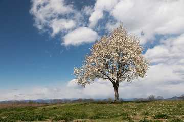 Fototapeta na wymiar 白い花に咲いた一本の木