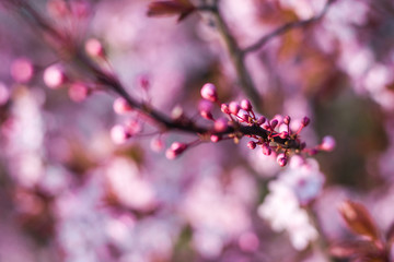 spring flower cherry