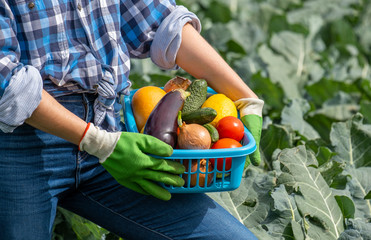 woman holds in her hands a basket with vegetables collected in the field. fragment of a figure and...