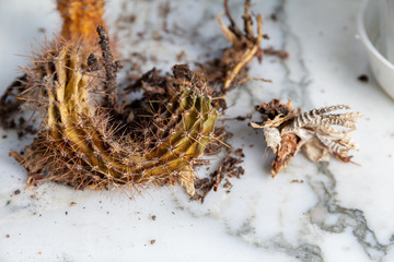 dead cactus on the windowsill