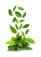Fresh green tea leaves falling on white background