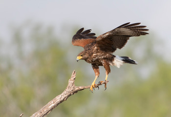 Harris Hawk in Rio Grande Valley area of Texas
