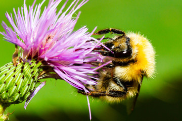 closeup of a bumblebee on purple flower