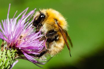 closeup of a bumblebee on purple flower