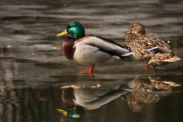 A pair of mallards, a male and a female, returned to the Moscow region during breeding season for breeding