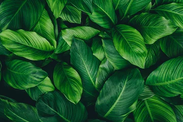 Foto op Plexiglas abstract green leaf texture, nature background, tropical leaf © eakarat