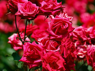 真っ赤なたくさんの薔薇