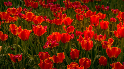 Field of red tulips