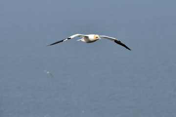 Birds Flying over the sea