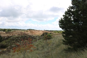 Landscape with tree