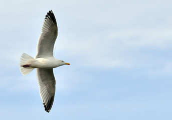Birds Flying over the sea