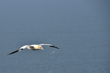 Fototapeta na wymiar Birds Flying over the sea