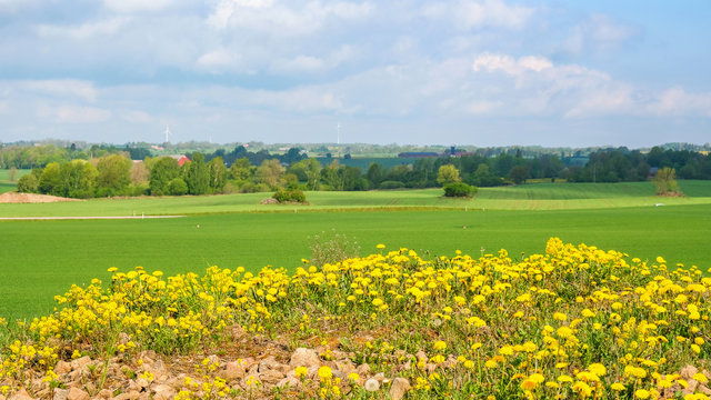 Flowering dandelions in a rural landscape view