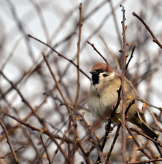 Bird in bush