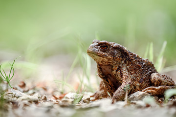 Fototapeta premium Close-up of a toad sitting on the ground