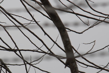 Branches of trees under the open sky makes beautiful background