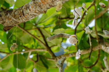 Coral hanging a tree on the beach at against beautiful nature of Nipah Bay at Pangkor Island, Malaysia