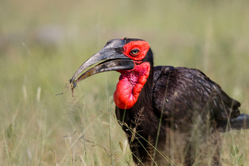Southern Ground Hornbill catching a grasshopper n Kruger National Park in South Africa