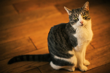 A cute tabby mongrel house cat sits on the wooden plank floor in the warm sunlight and looks puzzled. - Powered by Adobe