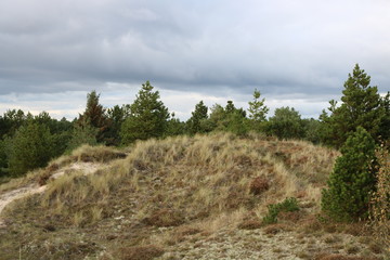 trees in mountains