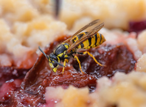 Wespe auf Pflaumenkuchen