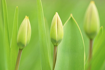 Three green young tulips grow in the spring garden