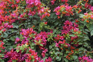 Bougainvillea flower in the garden makes beautiful scenery