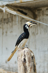 Oriental hornbill (Anthracoceros albirostris) freely live in nature is one of an attraction at Pangkor Island, Malaysia