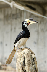 Fototapeta premium Oriental hornbill (Anthracoceros albirostris) freely live in nature is one of an attraction at Pangkor Island, Malaysia