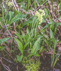 Fototapeta premium Bärlauch - wild garlic