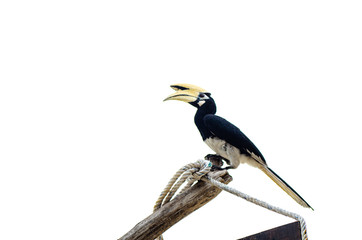 Oriental hornbill (Anthracoceros albirostris) freely live in nature is one of an attraction at Pangkor Island, Malaysia