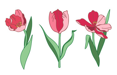 Illustration of Hand Drawn Tulips. Vector Template.
