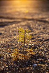 Small tree growing from sand
