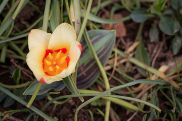 Spring background with yellow tulip in the garden